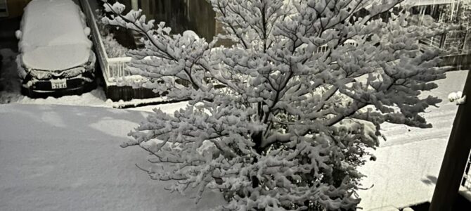 ひさしぶりの雪