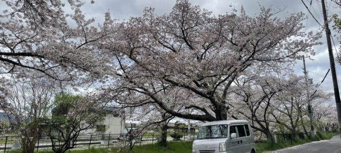 春　桜さく